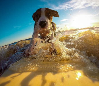 Op vakantie met je hond! - Huisdierplezier