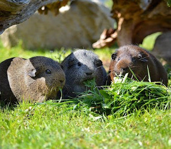 Soorten Cavia's - Huisdierplezier