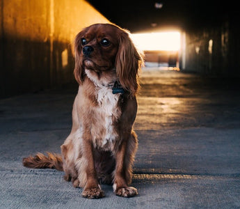 Tips voor je hond uitlaten in het donker - Huisdierplezier