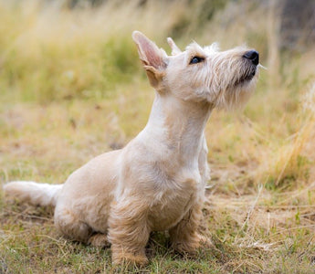 Veel voorkomende allergieën bij honden - Huisdierplezier