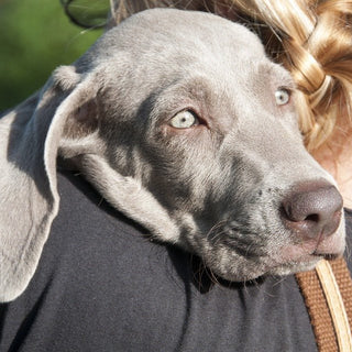 Verlatingsangst bij honden - Huisdierplezier