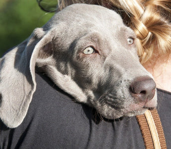 Verlatingsangst bij honden - Huisdierplezier