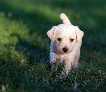 Wat komt er kijken bij de komst van een pup? - Huisdierplezier