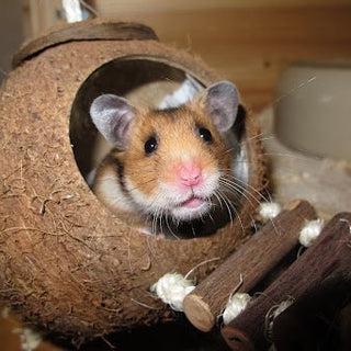 Welke hamster past bij mij? - Huisdierplezier