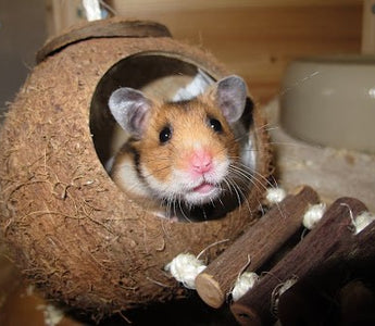 Welke hamster past bij mij? - Huisdierplezier