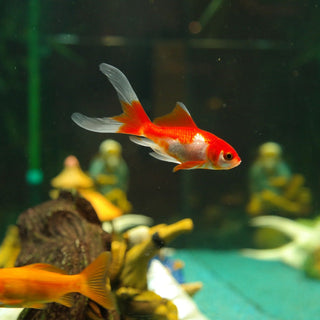 Welke vissen kun je houden in een klein aquarium? - Huisdierplezier