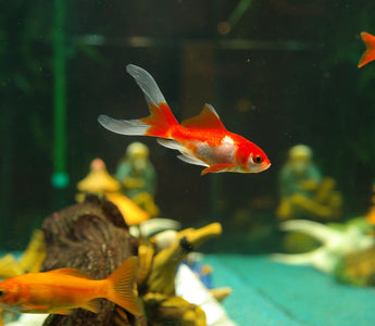 Welke vissen kun je houden in een klein aquarium? - Huisdierplezier