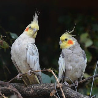 Welke vogelsoort past bij mij als Huisdier? - Huisdierplezier