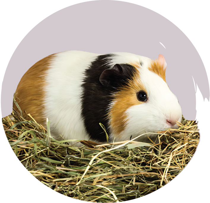 Cavia Hooi