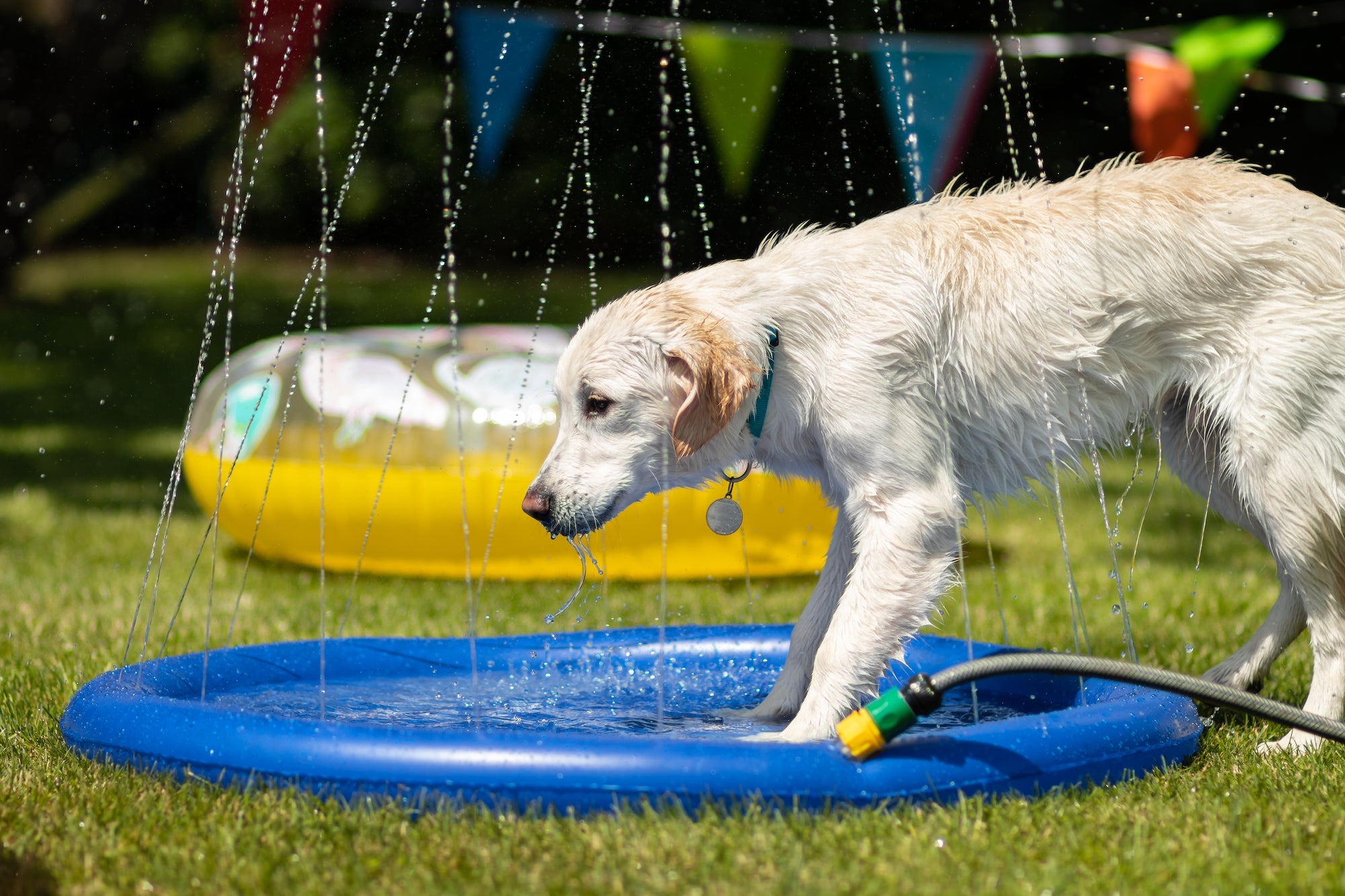 Honden Water Sprinkel mat - Huisdierplezier